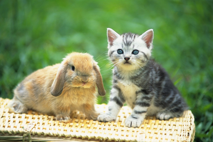 ウサギと猫